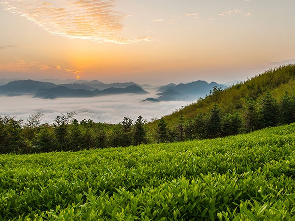 益陽(yáng)安化?天下茶道、云臺(tái)山、茶香花海2日游