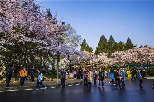 武漢磨山櫻花+戶部巷+楚河漢街+東湖聽濤風景區(qū)汽車兩日游