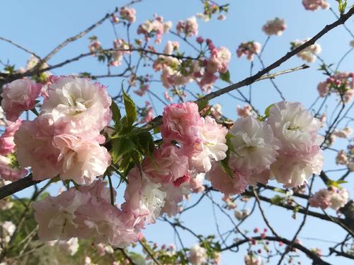 長沙潯龍河櫻花谷、田漢文化園一日游